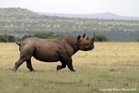 Black rhinocerous