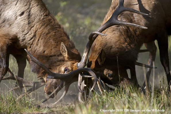 Rocky mountain elk in habitat.