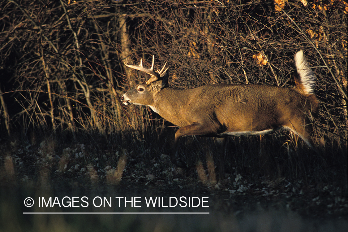 Whitetailed buck running