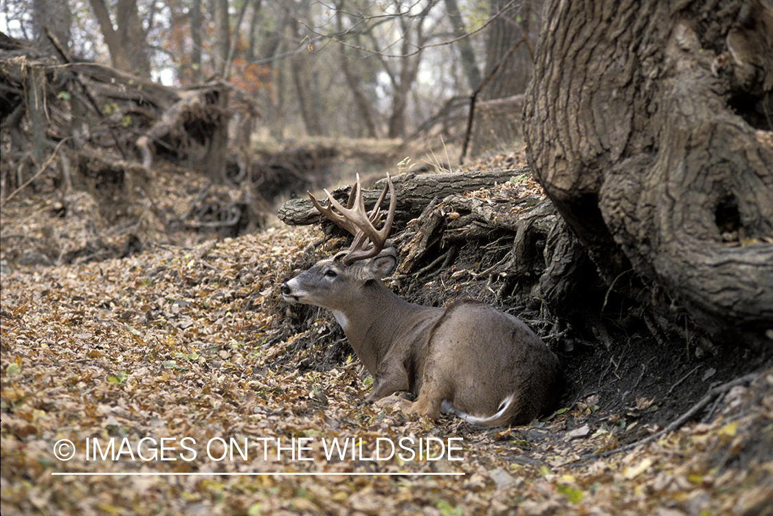 Whitetail deer bedded down.