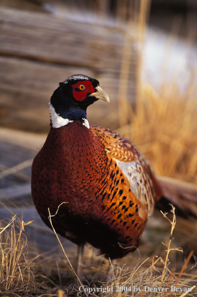 Ring-necked Pheasant 