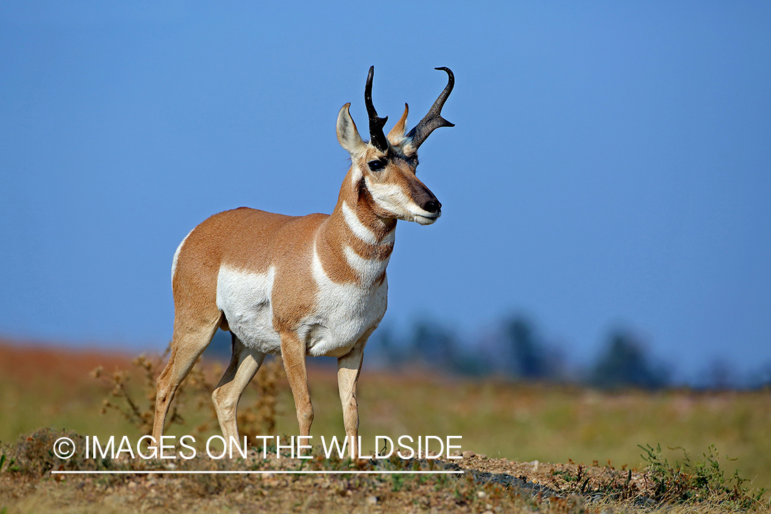 Pronghorn antelope in field.