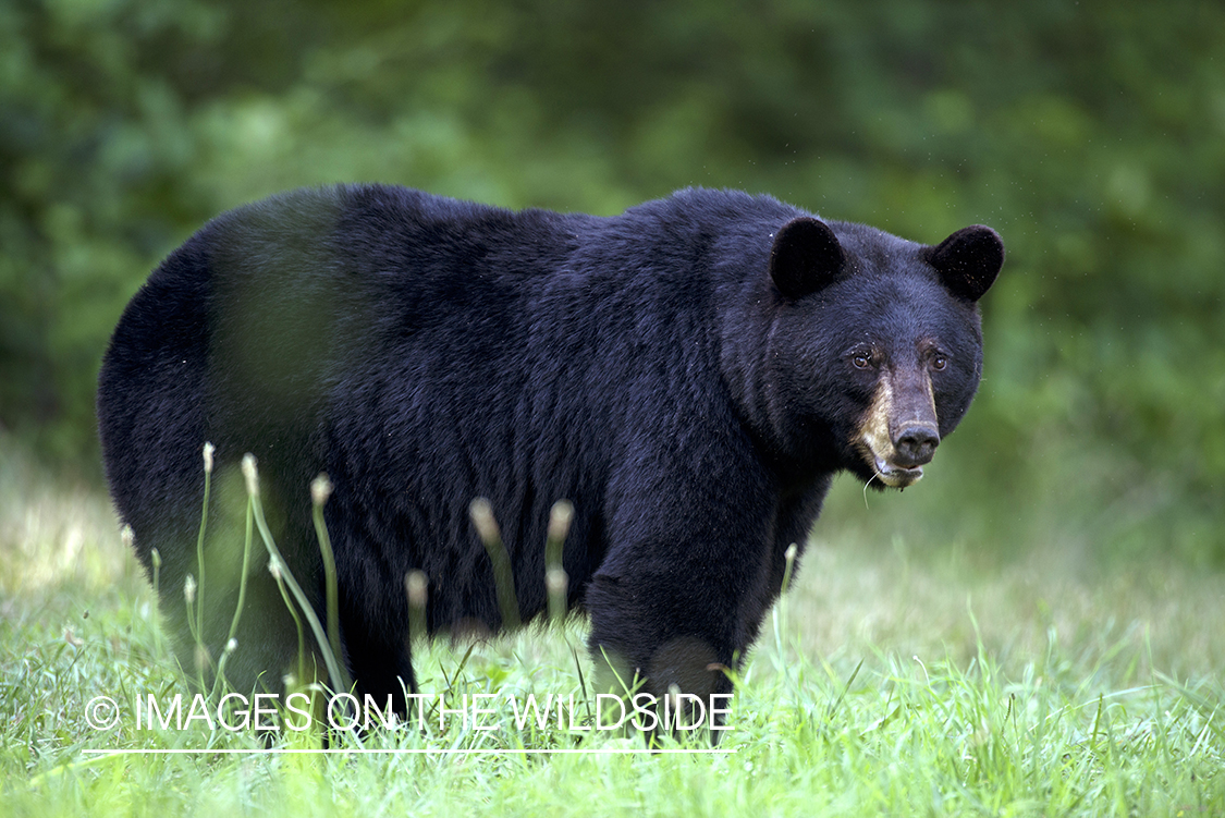 Black Bear in habitat.