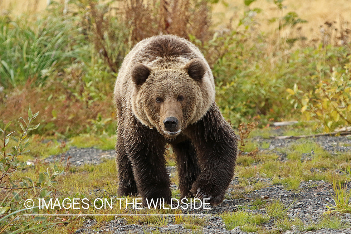 Brown Bear in Alaska.