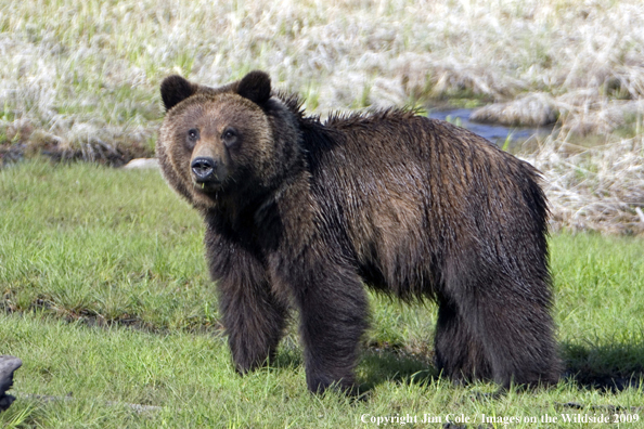 Grizzly bear in habitat