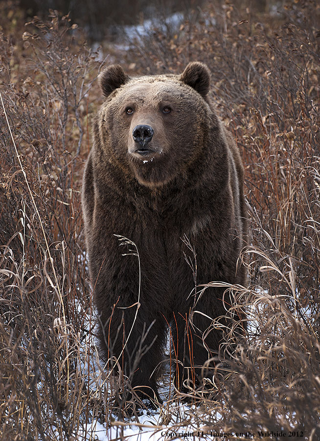 Grizzly Bear in habitat.