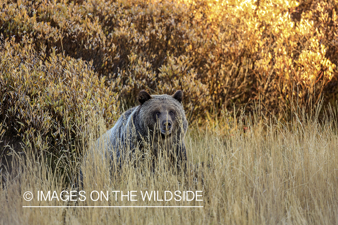 Grizzly bear in Rocky Mountain habitat.