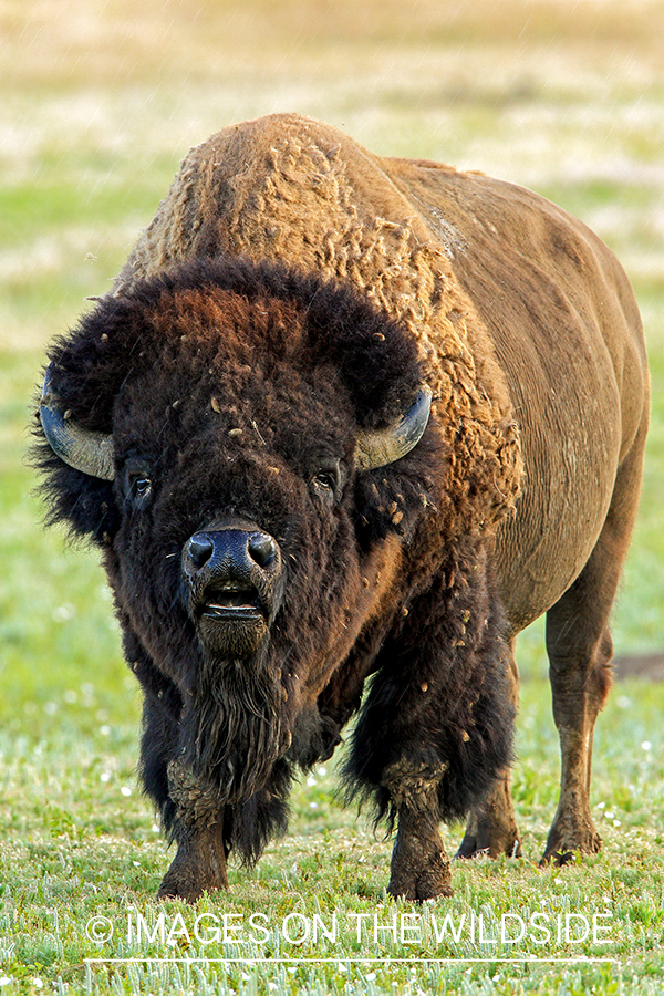 Bull bison during rut.