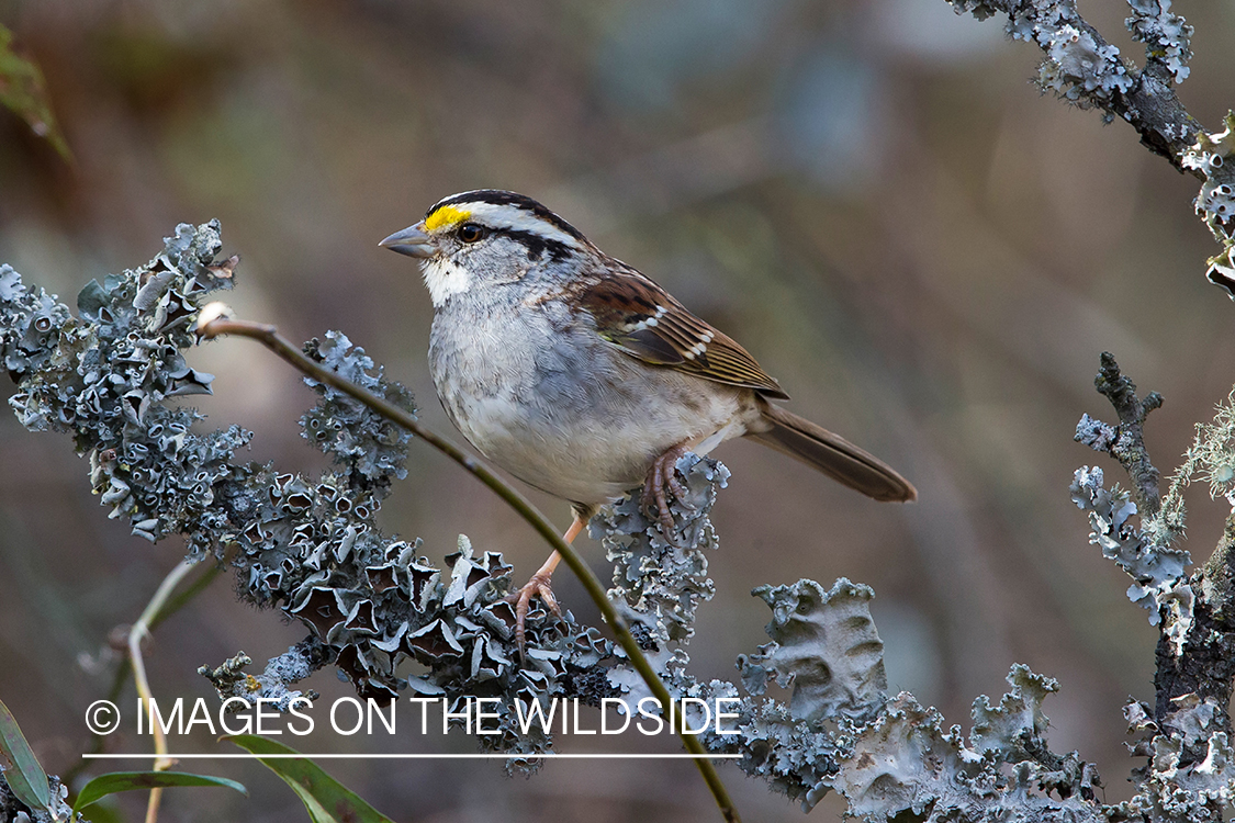 White throated sparrow.