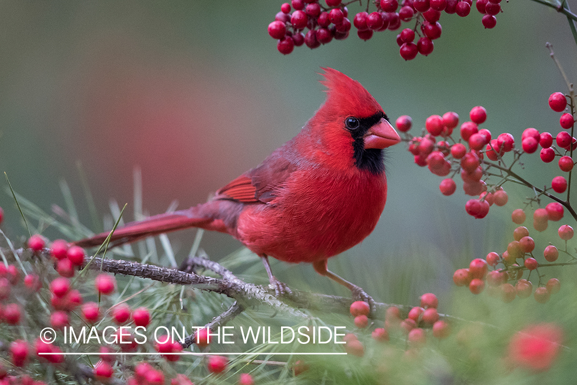 Northern Cardinal on branch.