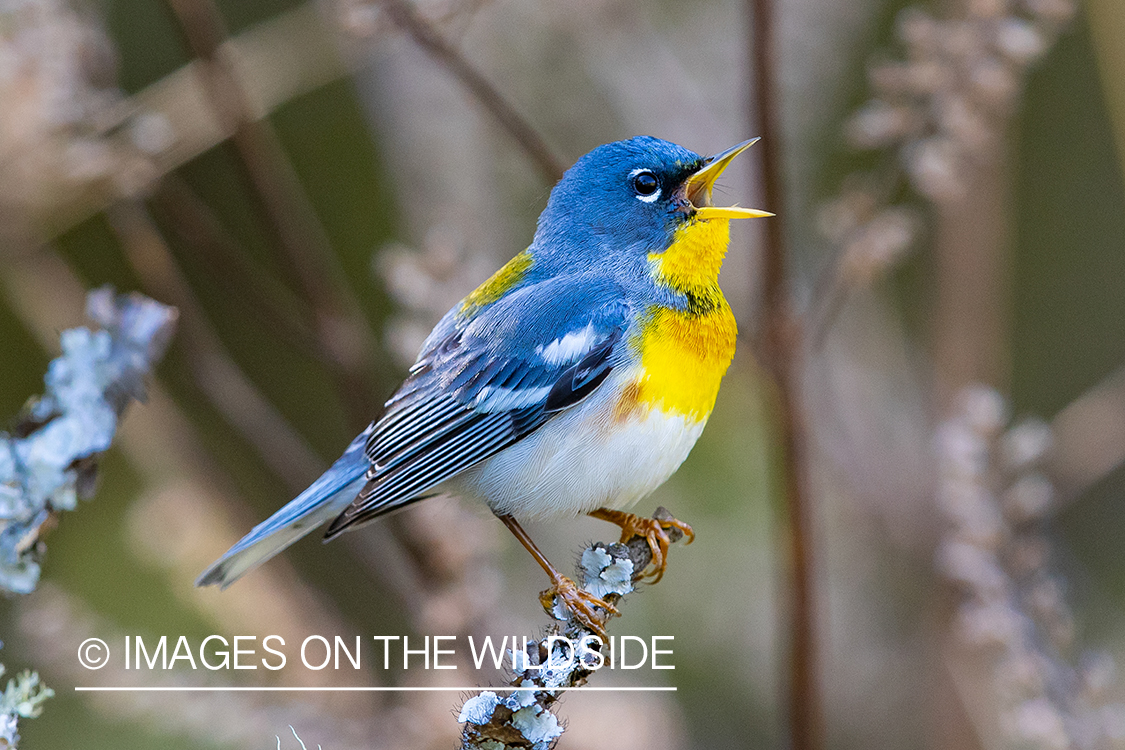 Northern Parula Warbler on branch.