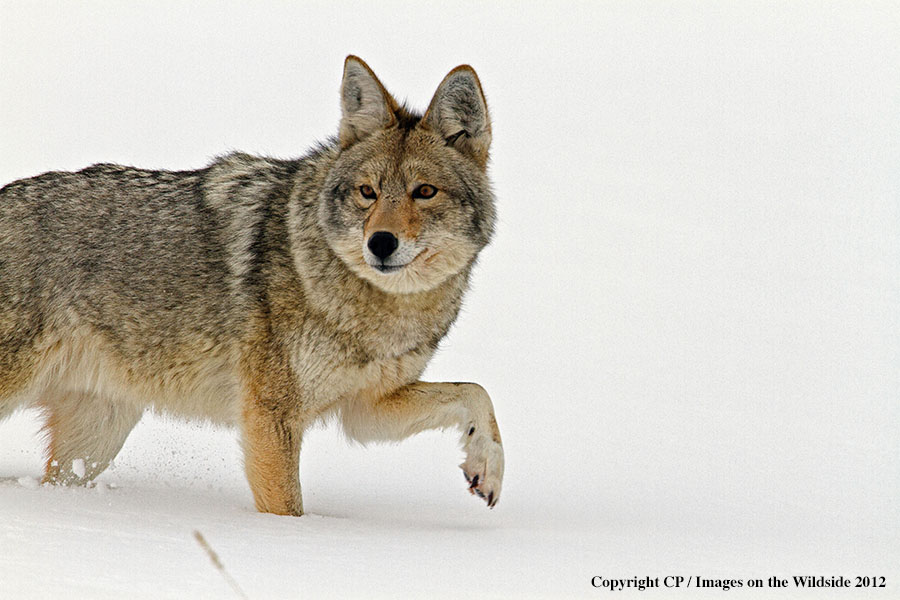 Coyote in winter.