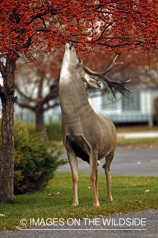 Mule deer in urban setting