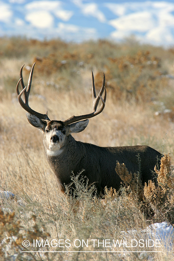 Mule deer buck in habitat. 