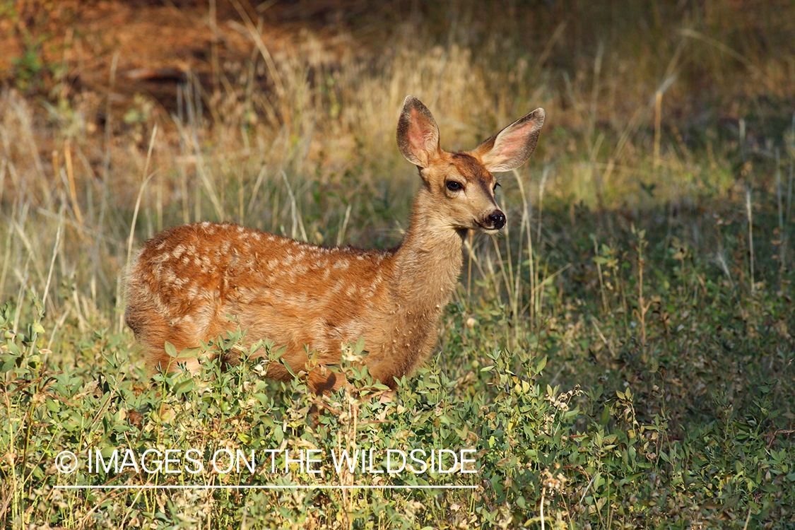 Mule deer fawn in habitat. 