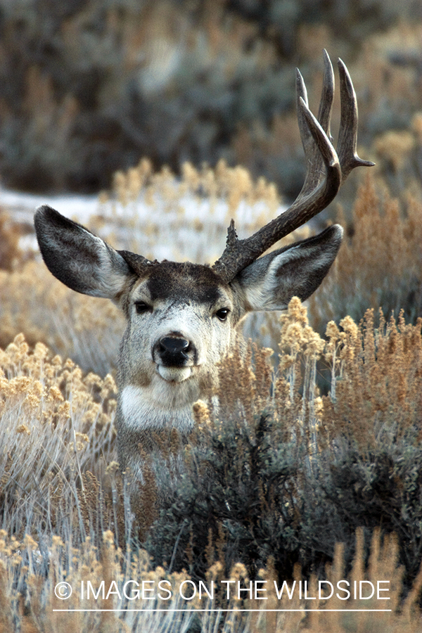 Mule deer buck with broken antler