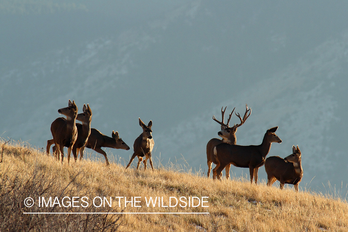 Mule Deer buck with does.