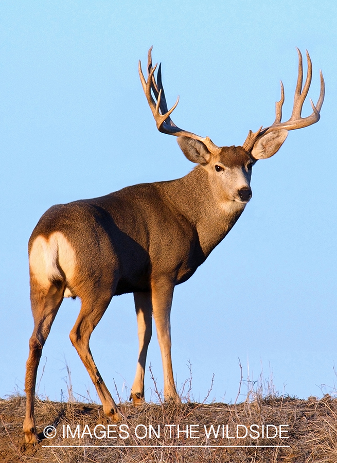 Mule deer buck in habitat.