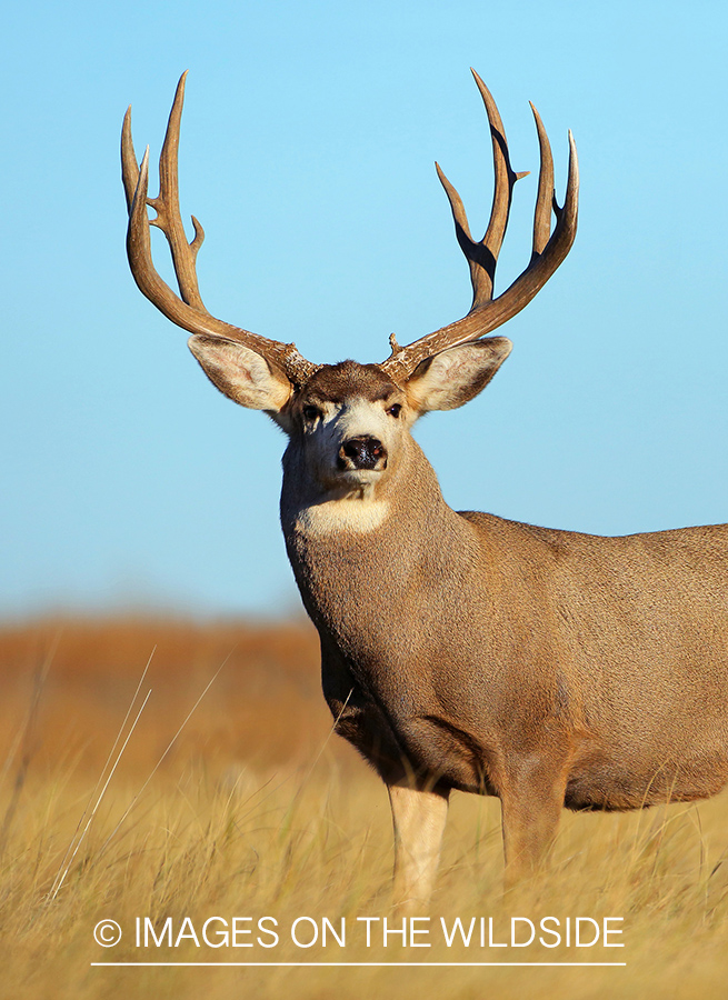 Mule deer buck in field.