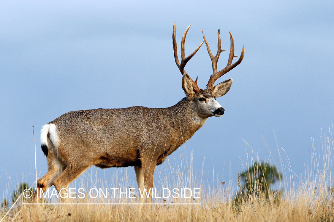 Mule deer buck in field.