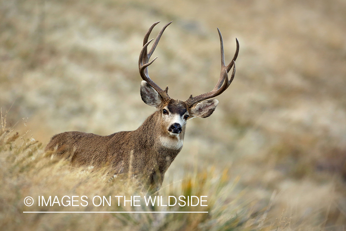 Mule deer buck in field.