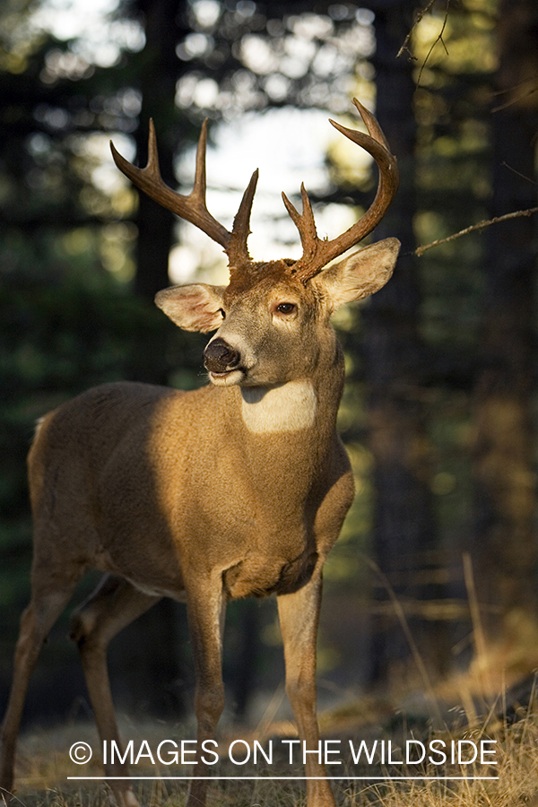 White-tailed deer in habitat