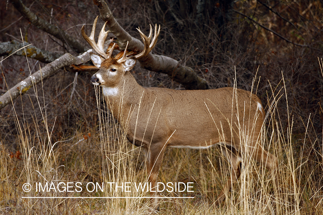 Whitetail Buck