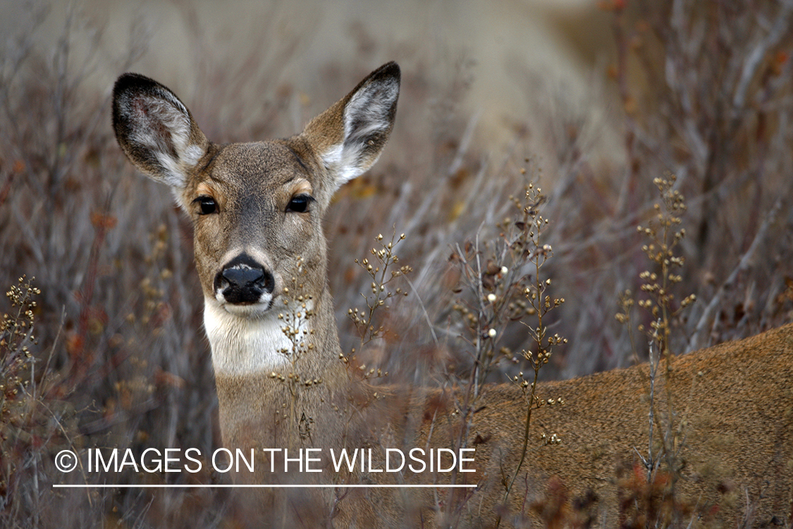 Whitetail Doe