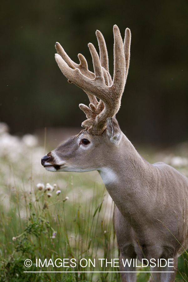 Whitetail buck in velvet