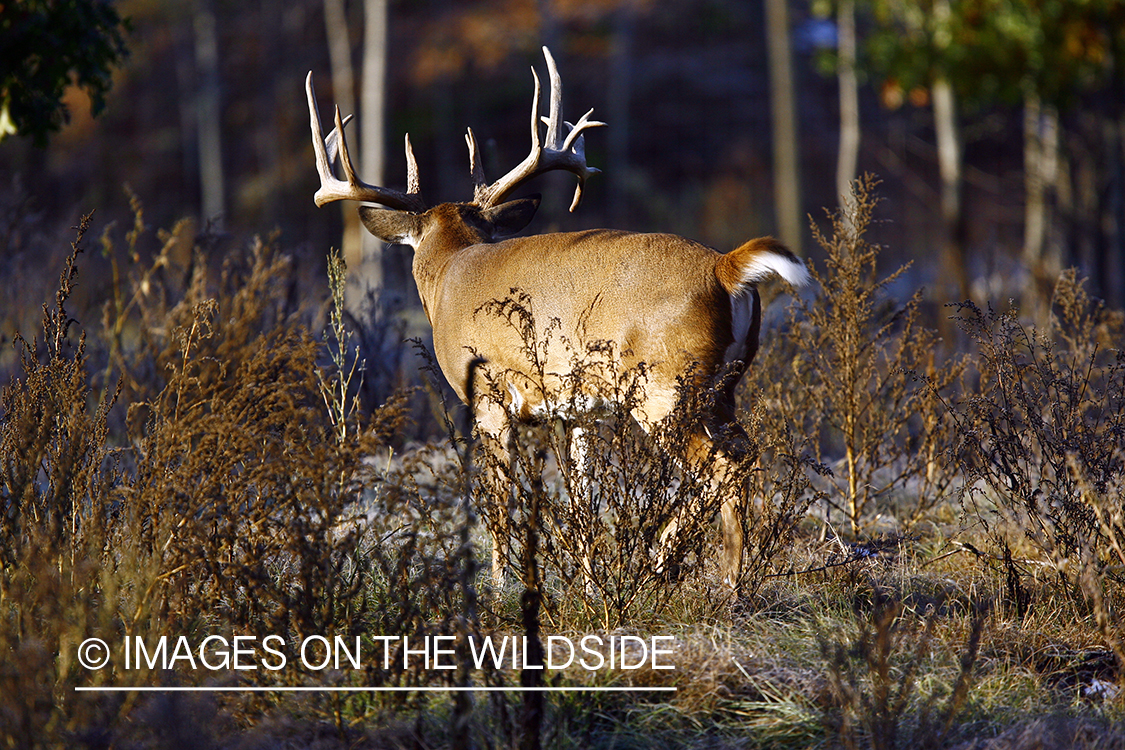 Whitetail buck in habitat