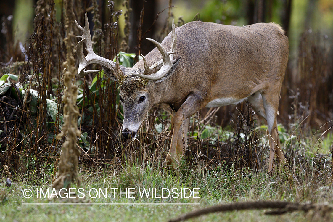 Whitetail bucks showing rutting behavior