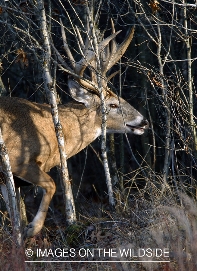 Whitetail buck rubbing antlers in tree.