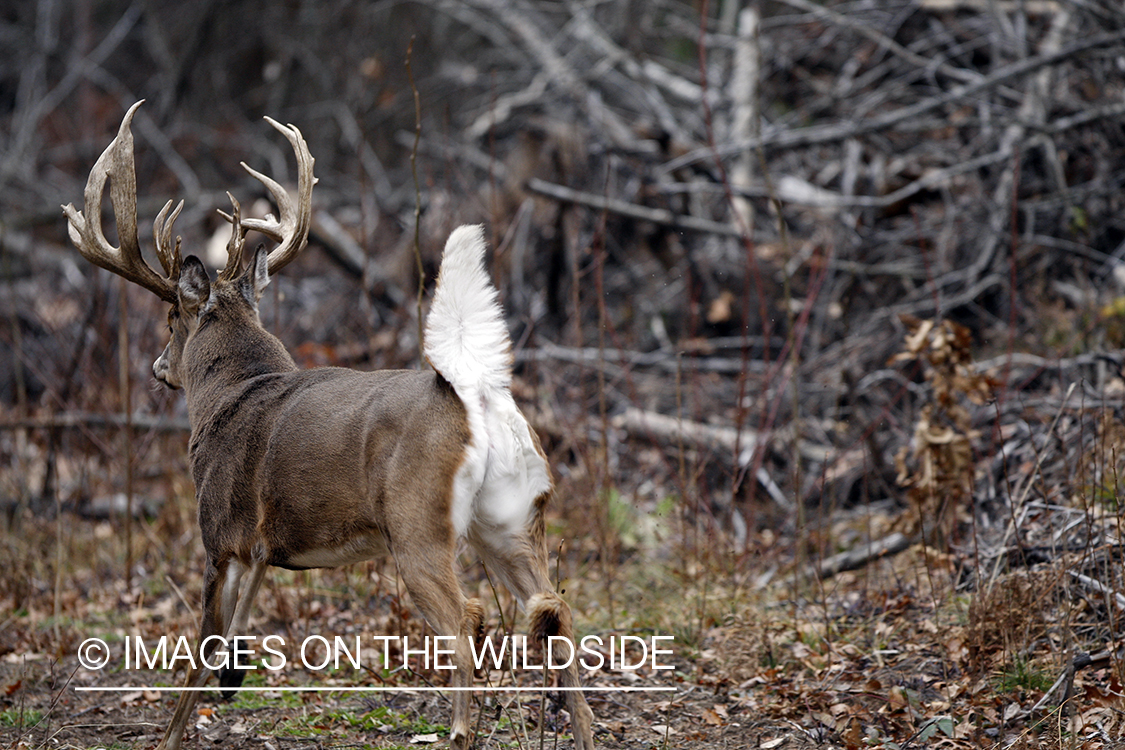 Whitetail buck in habitat.