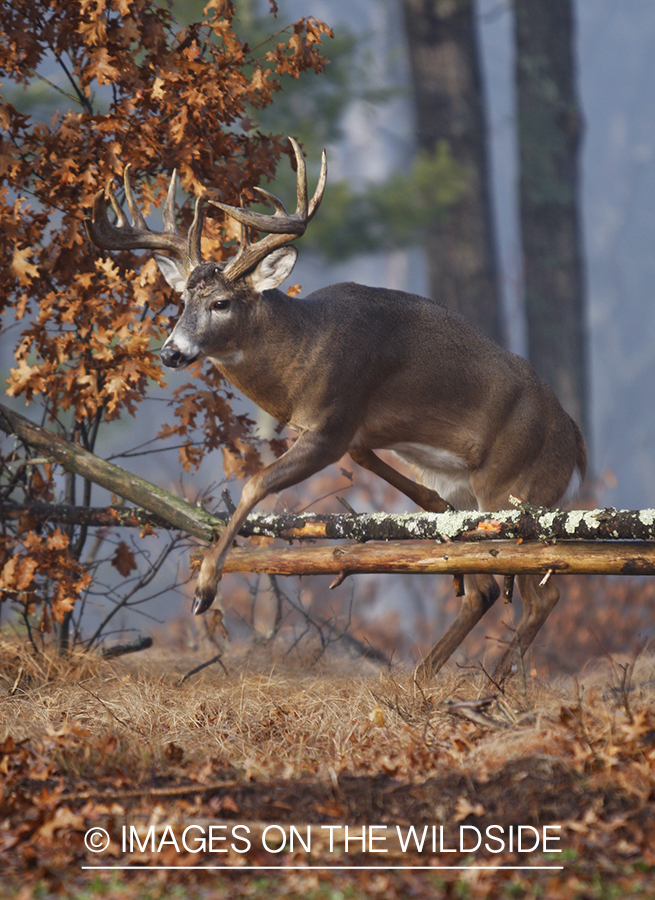 Whitetail buck jumping.