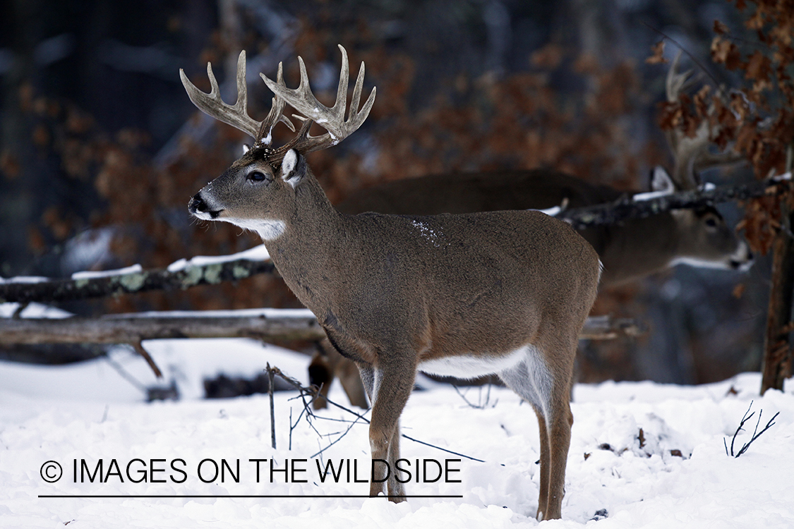 White-tailed buck in habitat.