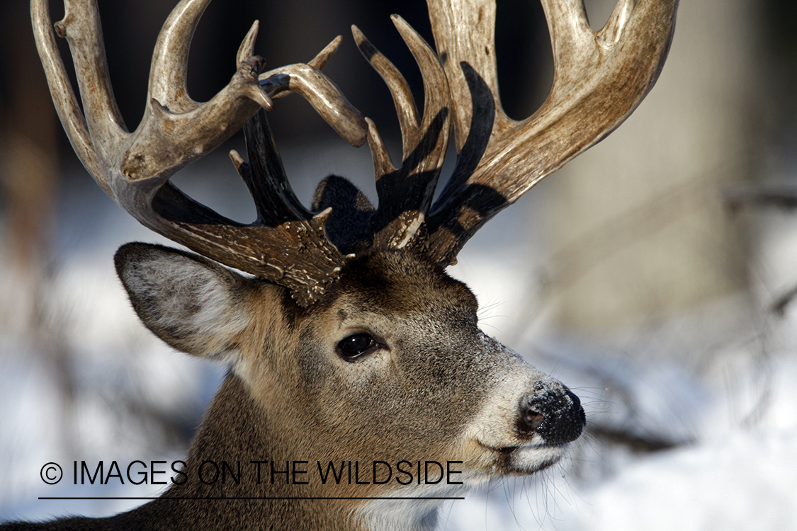 White-tailed buck in habitat.