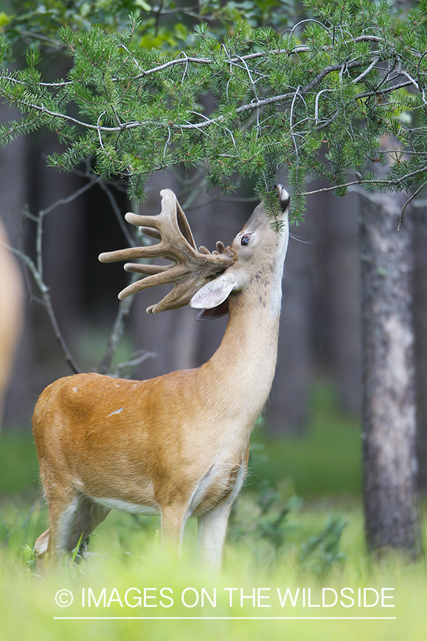 Whie-tailed deer apple creek