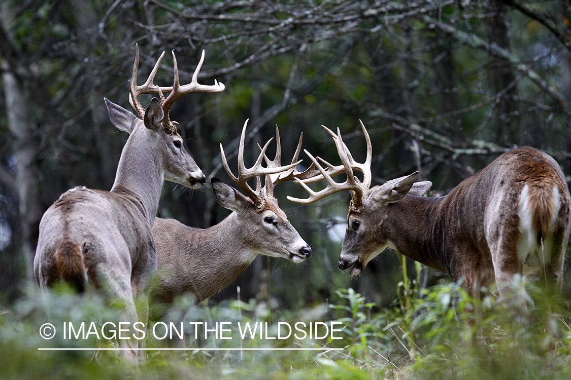 White-tailed bucks in habitat