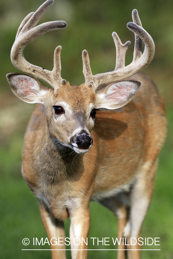 White-tailed buck in velvet 