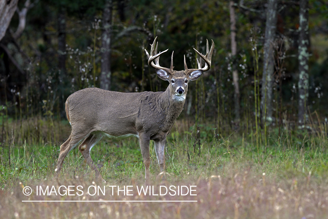 White-tailed buck in habitat. *