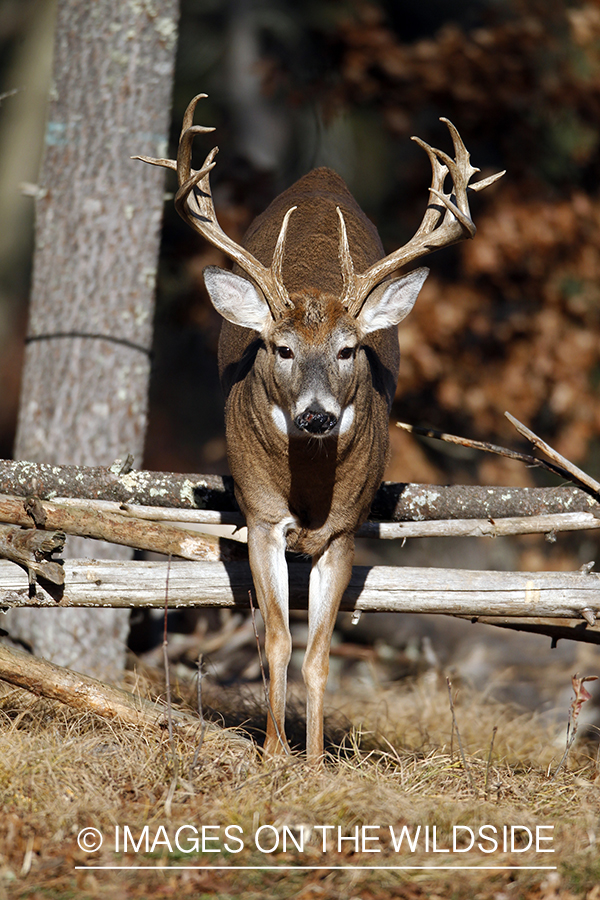 White-tailed buck in habitat. *