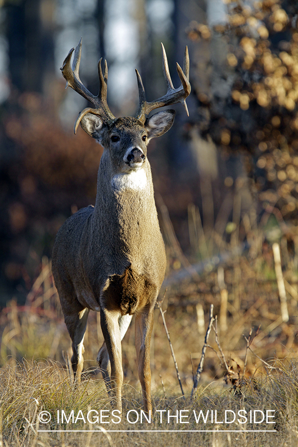 White-tailed buck in habitat. *