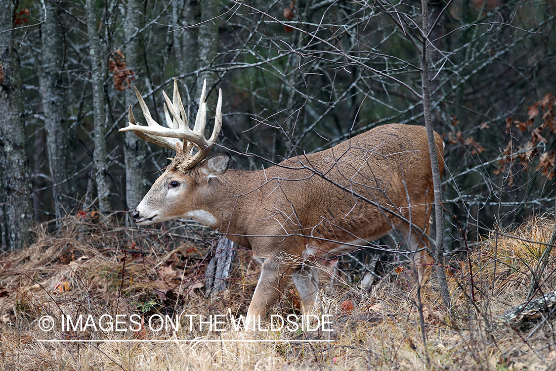 White-tailed buck in habitat. 