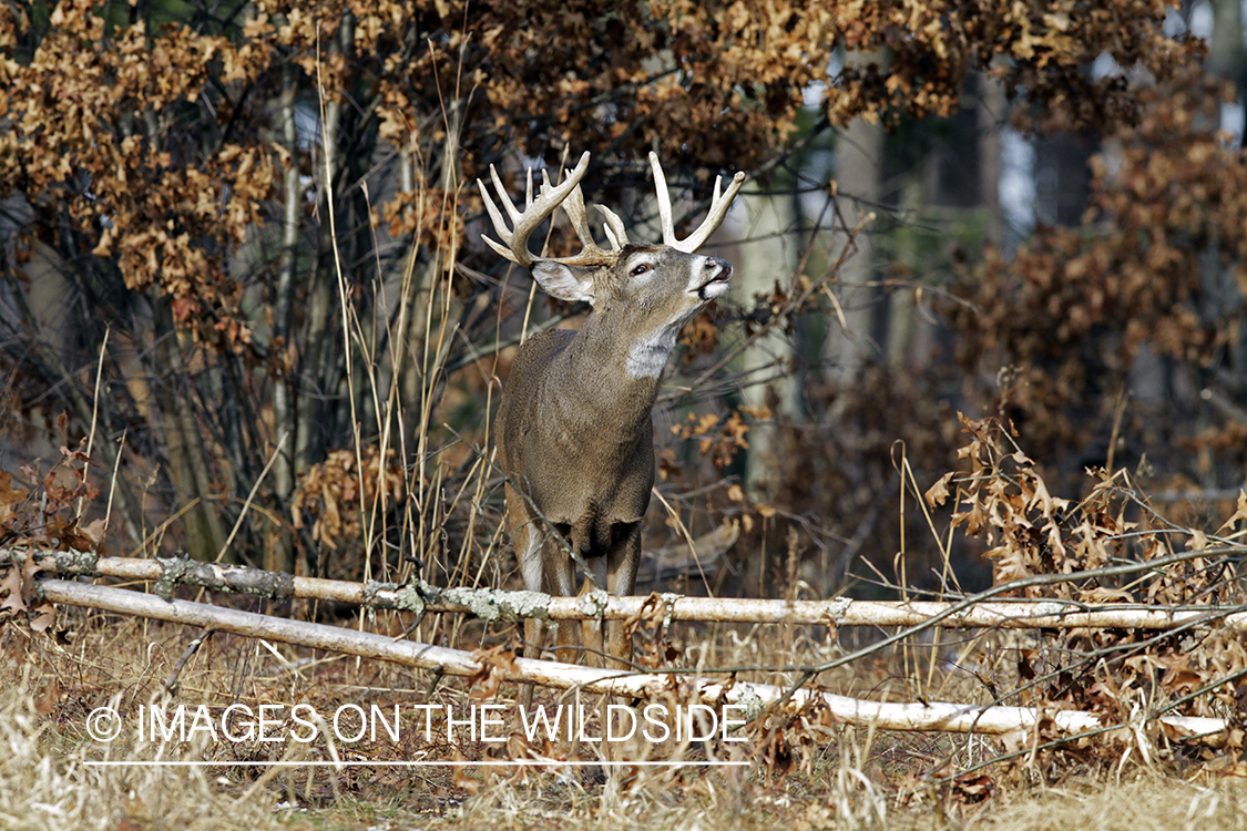 White-tailed buck in habitat. *