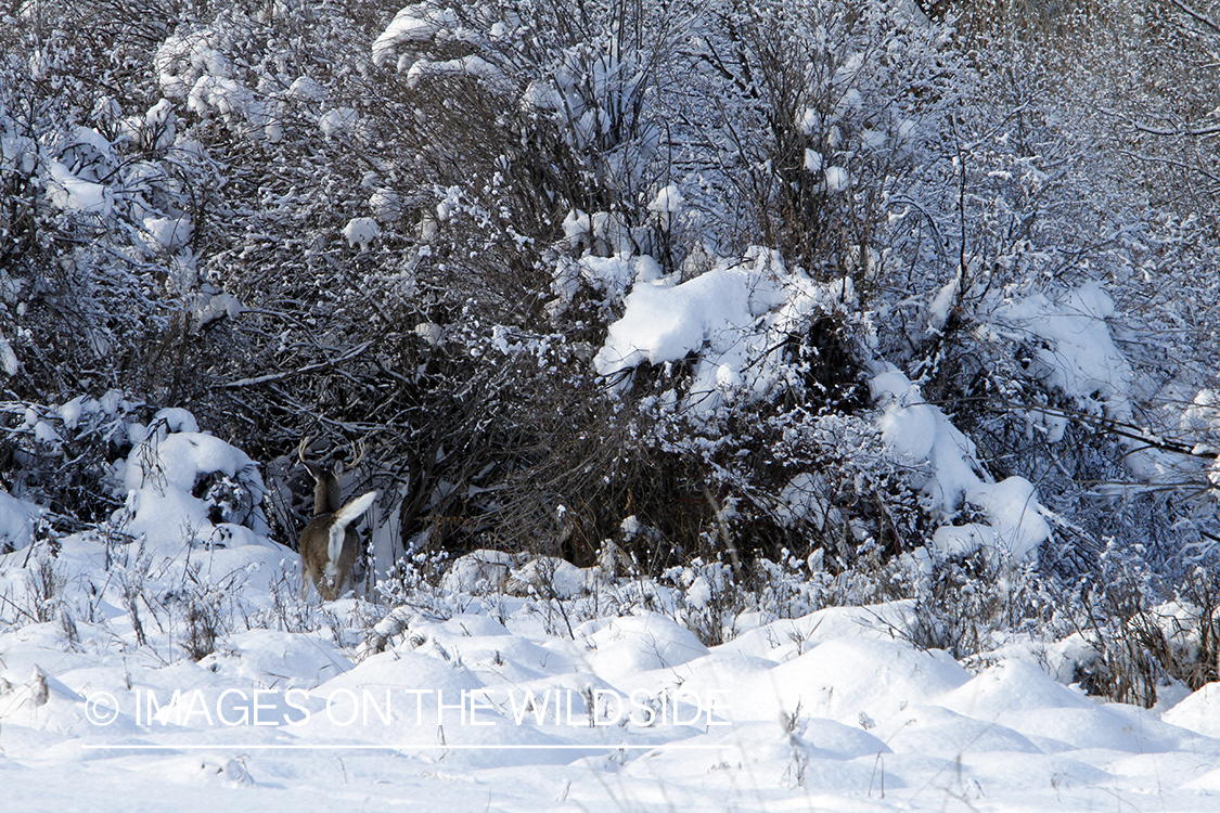 White-tailed buck in winter. 