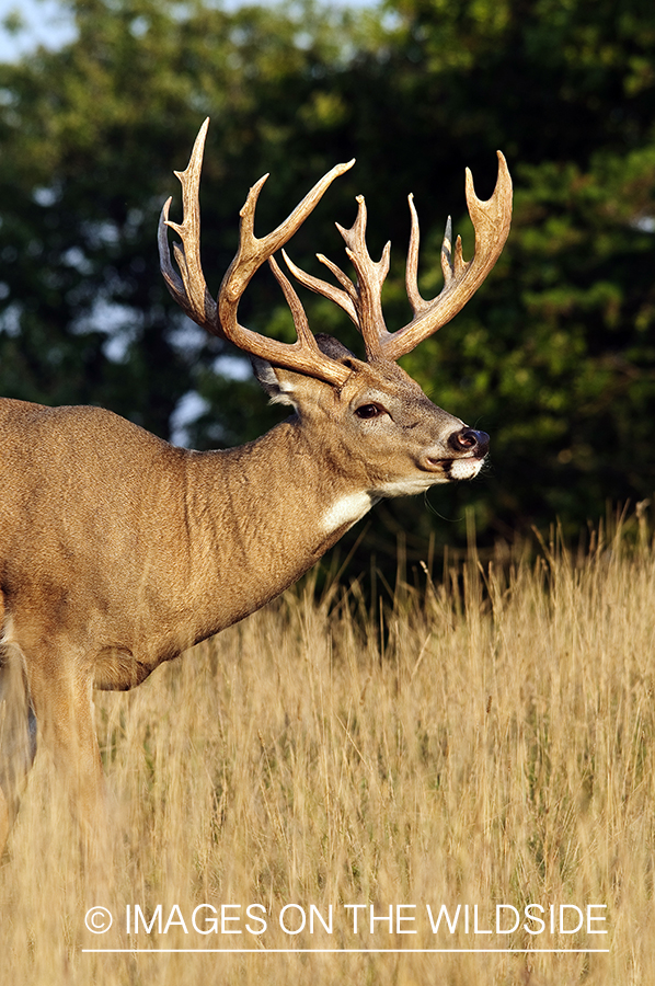 White-tailed buck in habitat. 