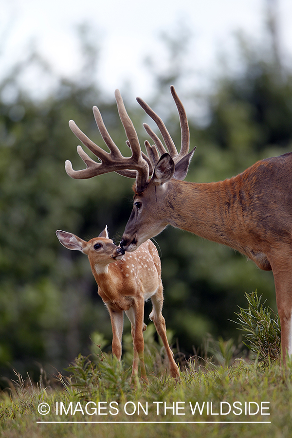 White-tailed buck with fawn. 