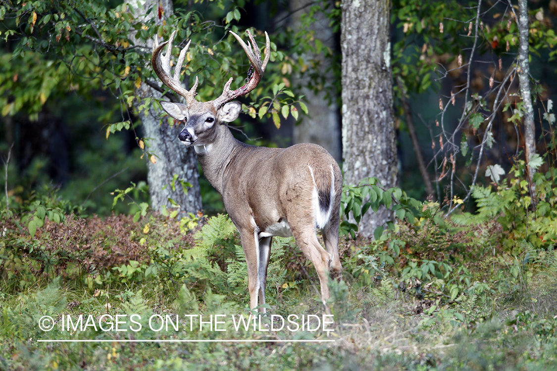 White-tailed buck shedding velvet.  