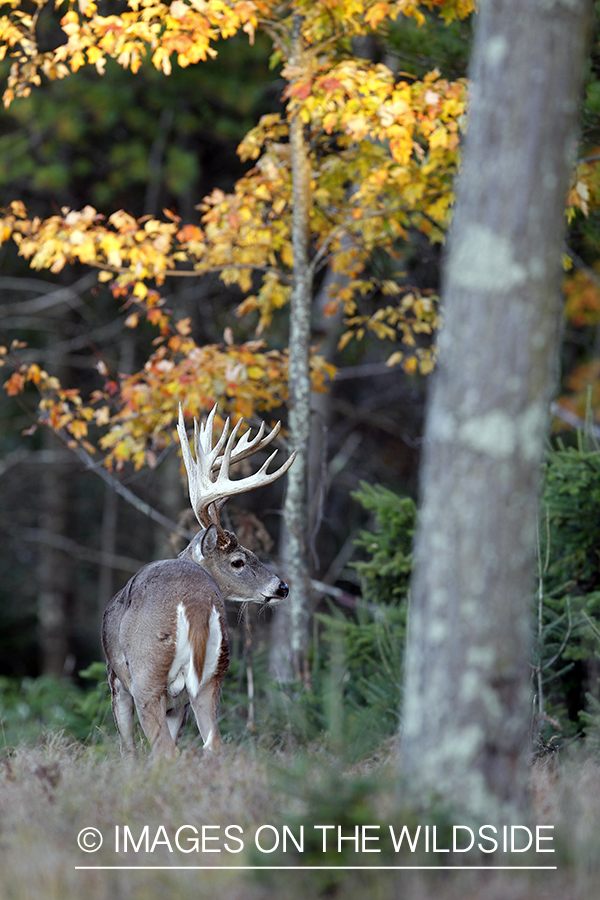 White-tailed buck in habitat. 