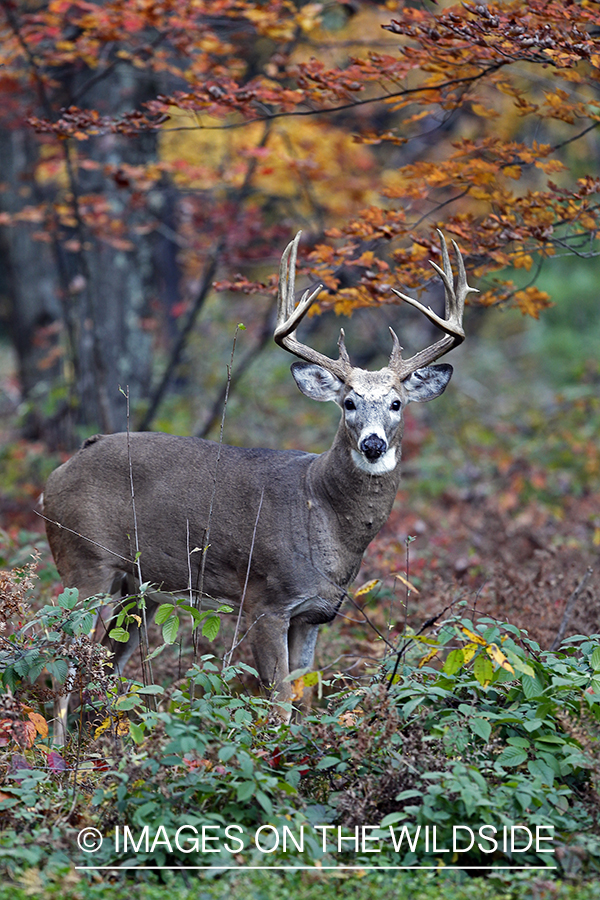 White-tailed buck in habitat. 